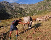 10 Al Piano dell'acqua nera con mucche al pascolo 